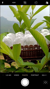 Combo 60 Túi Lọc Trà Lá Ổi Giảm Cân tan mỡ bụng Tiểu đường Cao huyết áp máu nhiễm mỡ