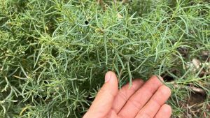 ผักชะคราม ใบชะคราม ผักครามสด ปลอดสารเคมีและยาฆ่าแมลง 100% 🌿🌿