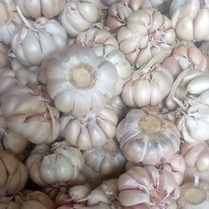 1 kilo bawang putih: bawang putih berkwalitas asli pelengkap bumbu masakan grosir ready bayar COD