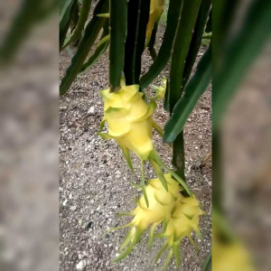 BENIH BUAH NAGA KUNING (KEMASAN ORIGINAL)