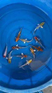 JAPAN KOI LOCAL BREED HIGH GRADE 3/4” 10pcs COMBO RM890 only !