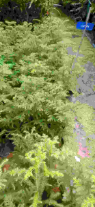 ต้นสนฉัตร ขนาด 50-60 ซม.