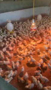 DICLACOX 100ml – Dung Dịch Uống Cho Gà Vịt Cút Thỏ Ăn Uống Kém Phân Sống Phân Nhầy