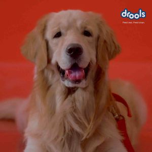 Drools Focus Super Premium Dry Puppy Food 4kg ( puppy )