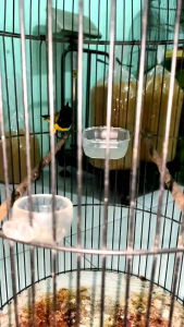 NEKTAR SUPER MERAH DOSIS TINGGI NEKTAR WAJIB UNTUK BURUNG SOGON KONIN PLECI LOMBA BEST SELLER
