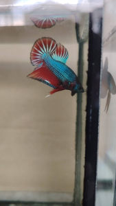 Haftmoon Plakat Betta Fish C6 - Red Green (Junior)