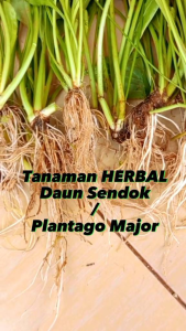 Daun Sendok Daun Ki Urat Segar 500 Gram