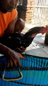 PROMO KISA AYAM BANGKOK MURAH