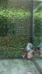 Candy Fancy Male Regular saiz Betta Fish