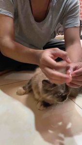 REVOLUTION CAT REPACK BLUE|OBAT KUTU KUCING|OBAT SCABIES KUCING