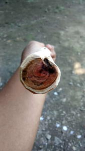 Tongkat Bertuah Kayu Tayuman Panjang 110cm Full Galih