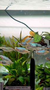 Boesmani Rainbow (Melanotaenia Boesemani) Freshwater Rainbowfish