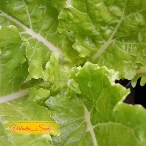 [Virladia Seeds] Biji Benih sawi keriting Samhong King
