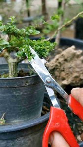 กรรไกรตัดแต่งกิ่งไม้จิ๋ว สแตนเลส