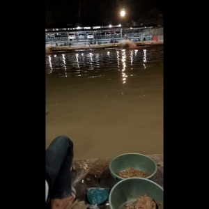 bandul racing bunhaw 1 kg plus essen siap pakai