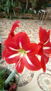 10 củ hoa huệ đỏ