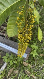 ต้นโซ่ทองคำ/แบบตอนกิ่ง/ขนาด45-50เซนฯ/ไม้ประดับดอกสวยให้ร่มเงาออกดอกสีเหลืองสวยงามมาก