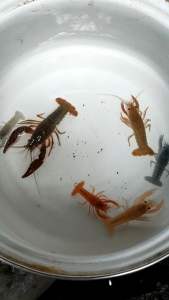 Lobster Hias aquarium Aquascape super - lobster air tawar - Hiasan Aquarium Aquascape
