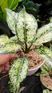 Aglaonema Snow White / Aglonema Putih Salju / 白雪粗肋草 / अग्लोनेमा स्नो वाइट – Air Purifying Easy to Grow Bright Foliage