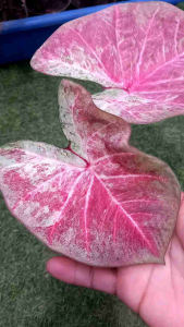 บอนสี ลูกไม้ชมพูด่าง กระถาง 4 นิ้ว ปล่อยตามภาพ