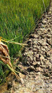 Pupuk Pembuahan Summa SR: Pupuk Berkualitas Tinggi untuk Tanaman