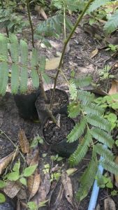 ต้นสตอข้าวติดตาแล้ว (พันธุ์ตรัง 1)