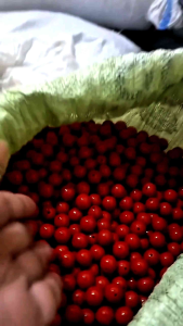 Tasbih Muslim Japanese Coral natural koral marjan jepang