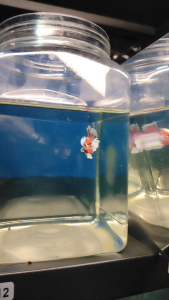 (Same as photo) Candy Multi Dumbo Betta Fish Size M Show Gred