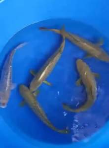 Genuine Japan Koi Green Chagoi 40cm from Marusei Farm