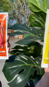 ELYSS TINTED LIPMATE GLITTER TRANSFERPROOF