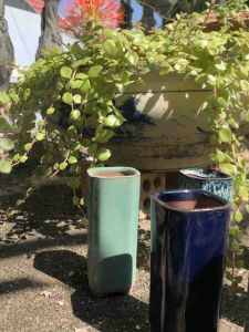 Chậu trồng cây/sen đá/xương rồng/bonsai nhập Trυng hình trụ ☘️