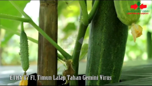 Benih Timun Etha 87 F1 Benih Tanaman Sayuran Hijau (Produksi Tinggi tidak bengkok Rasa Tidak Pahit) Isi 20 Gram Cap Panah Merah Kadaluarsa 2026