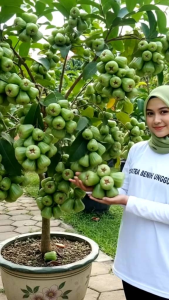 BIBIT TANAMAN JAMBU AIR KIOJOK 🌱  Rasa Buah Dijamin Sangat Manis dan kandungan air banyak menjadi ciri khas. Salah satu buah yang istimewa ini siap membawa kebahagiaan di meja makan Anda.    * Bibit jambu air kiojok ini adalah bibit unggulan Super