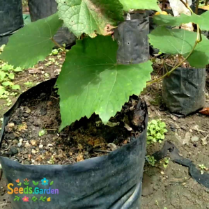 5 BUTIR BIJI BENIH TANAMAN BUAH ANGGUR MERAH