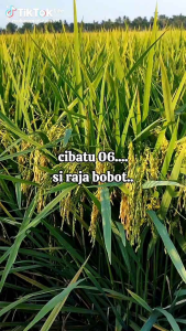 Benih padi CIBATU 06 UNGGUL 100% ASLI ORIGINAL Kemasan (1Kg)