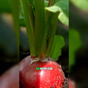 20 BIJI BENIH LOBAK MERAH SCARLET GLOBE RADISH