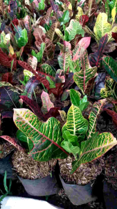 Tanaman Hias Puring Jojon: Dekorasi Rumah & Kantor