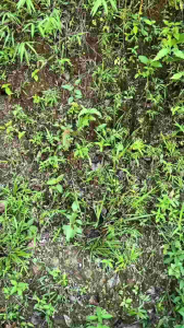 PISAU DAPUR BUAH KEBUN OUTDOOR MODEL UNIK BAJA PER ASLI SEPUH