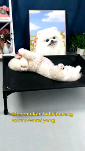 BOLA LONCENG KARET 7 WARNA MAINAN KUCING - KODE2, KODE5, DAN KODE3