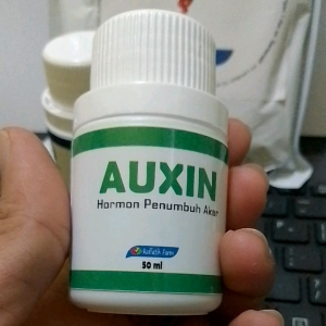 AUXIN HORMON PERTUMBUHAN AKAR PERANGSANG AKAR