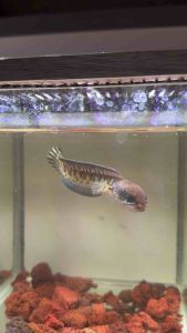 Cobra Cb High Quality indo 8-11cm Quality Grade A（Pallet Trained）