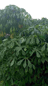 bibit stek telo PAPUA kecil campur ukuran 20-30 cm isi 10-35batang