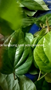Daun Sirih 250 Gram Segar Daun Herbal Sirih