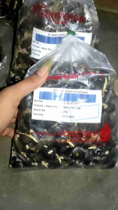 benih bibit kecambah sawit varietas DxP SRIWIJAYA 6 benih unggul isi 250 biji