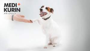 PettoGard Antimicrobial Skin Care & Wound Spray for Dogs 500ml (Disinfects quick healing for fungal infection allergy hot spots) 狗狗皮肤病真菌螨虫红疹喷剂 [MEDIKURIN]