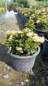 เข็มแคระเหลือง กระถาง 11 นิ้ว ต้นสวย (กทม)