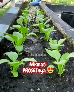 Paket 4 Jenis Biji/Benih Sayuran Hemat (Repack)