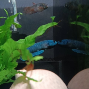 BETTA ANTUTA (Pairs)
