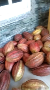 Buah kakao untuk bibit