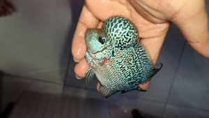 NEW 3.5~4inch  VIP A Grade SHORT BODY Super Red BIG BOOM HEAD FLOWER HORN NICE FISH COMING... 3吋多4吋进口精品版短身鸿运超级红大蘑菇水头罗汉靓鱼...头超大...颜色红红！美👍